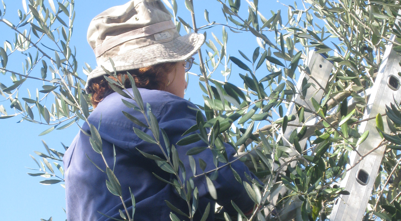 Tuscan Olive Oil: A Labor of Love